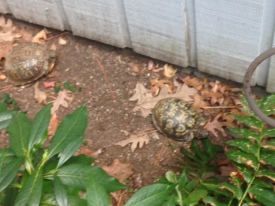 Yes, I share my house with 5 turtles. When they emerge from their winter sleep is when Spring officially begins.